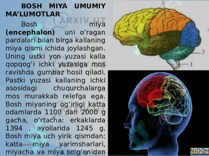 Miyaning mahalliy jarohatlanish jarayonlarida xotiraning buzilishi 8