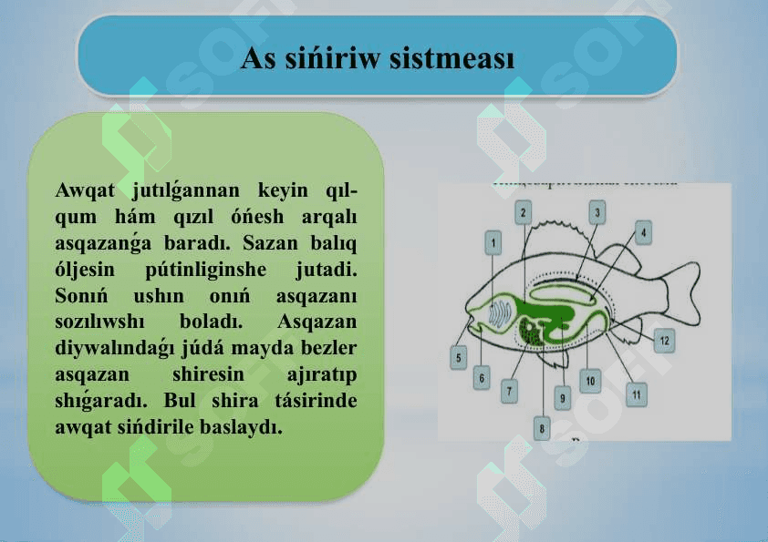Balıqlardıń bólip shıǵarıw organları.pptx 3