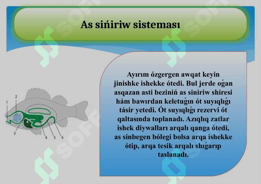 Balıqlardıń bólip shıǵarıw organları.pptx 4