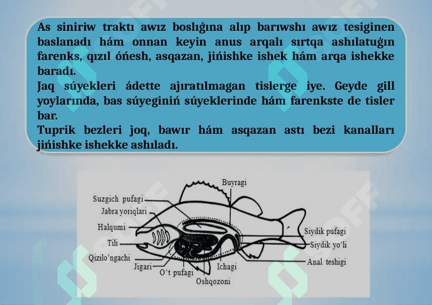 Balıqlardıń bólip shıǵarıw organları.pptx 7