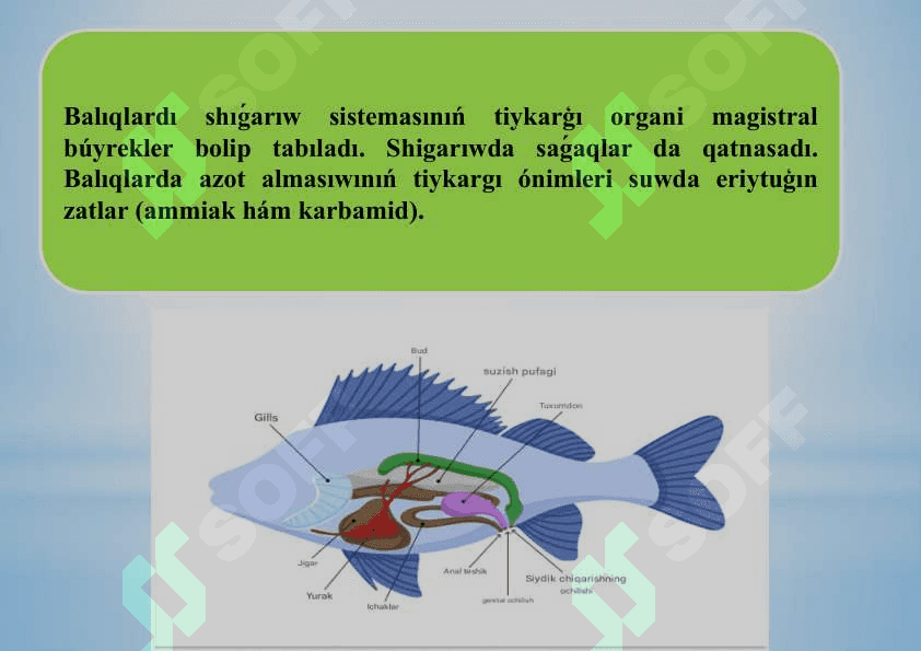 Balıqlardıń bólip shıǵarıw organları.pptx 8