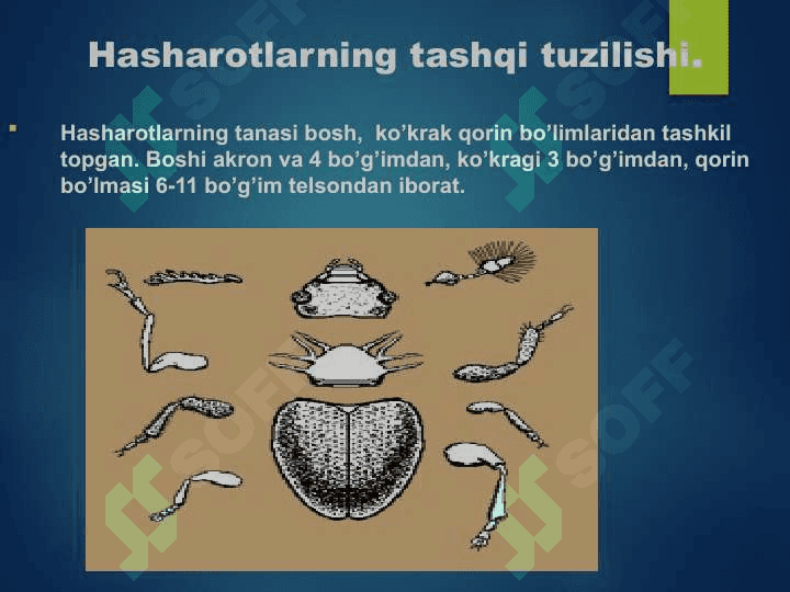 Hasharotlar fizologiyasi va uni o'rganish usullari 4