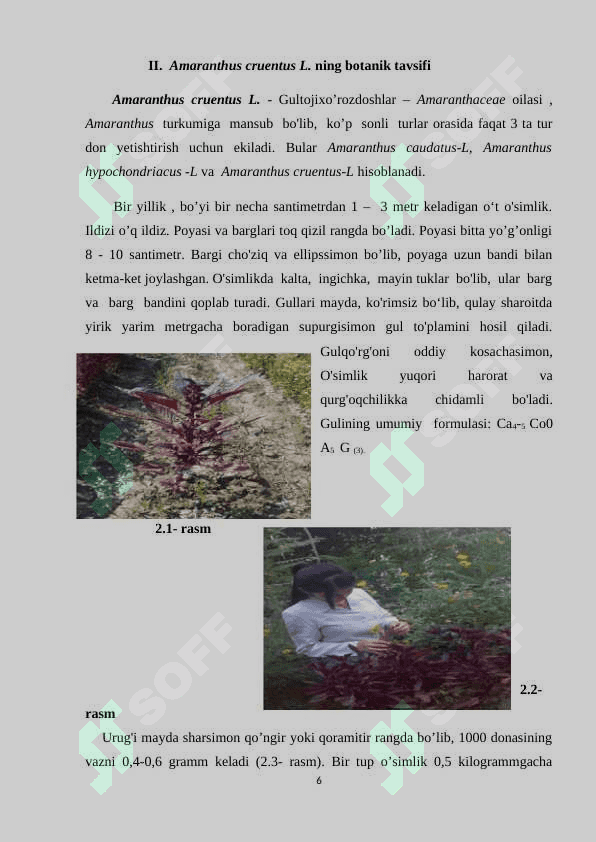 AMARANTHUS CRUENTUS L NI YETISHTIRISH TEXNOLOGIYASI 6