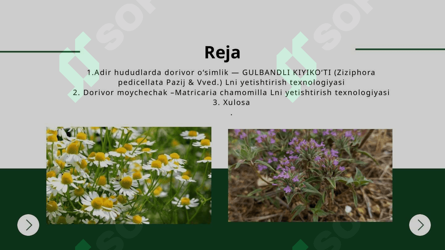 Adir va tog‘li hududlarda dorivor o‘simliklarni yetishtirish texnalogiyasi 2