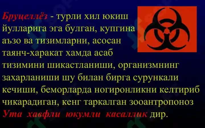 Бруцеллёз - Мальта иситмаси 2