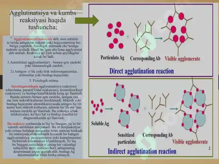 IFA, immunoblot, PZR, radioimmun reaksiyalarning yuqumli kasalliklar tashhisida qo‘llanilishi, qo‘yish tehnikasi 4