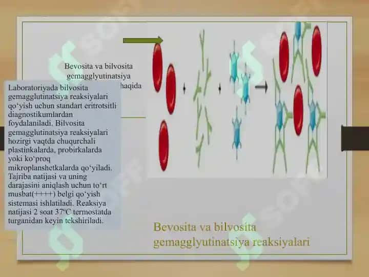 IFA, immunoblot, PZR, radioimmun reaksiyalarning yuqumli kasalliklar tashhisida qo‘llanilishi, qo‘yish tehnikasi 6