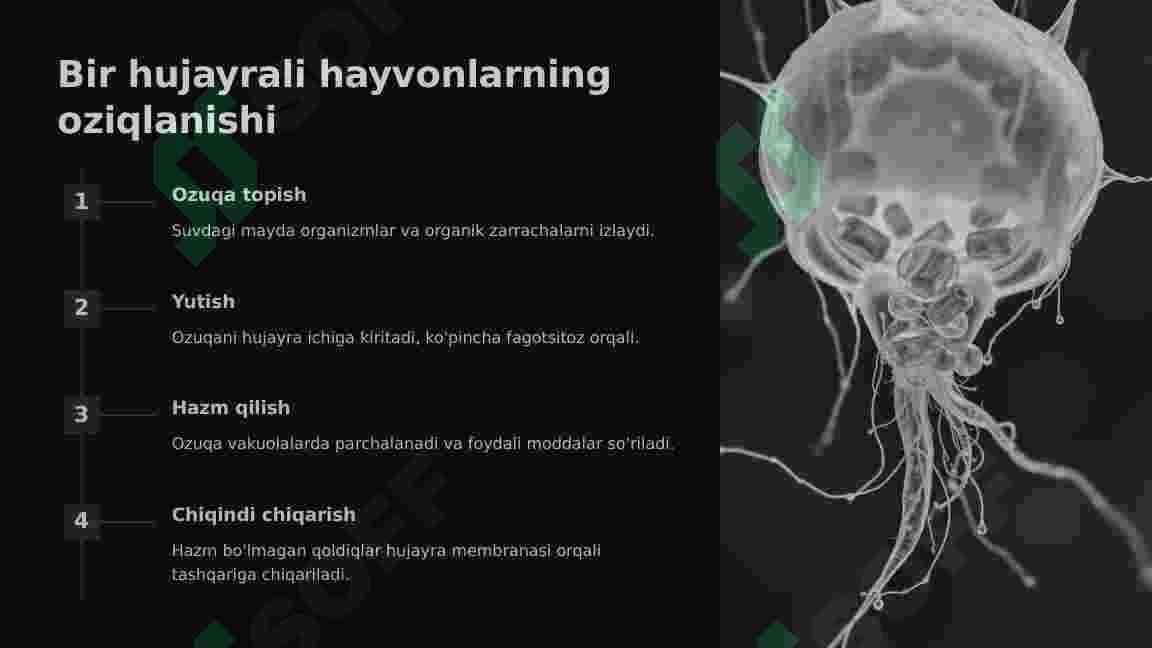 Bir hujayrali hayvonlar 4