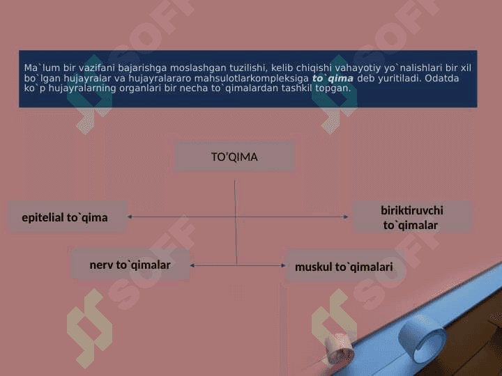 Ko’p hujayrali hayvonlarning kelib chiqishi nazariyalari.. 2