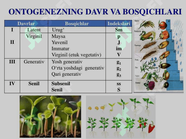 O’simliklar a O’SIMLIKLARDA MAVSUMIY  OZGARISHLAR.  GULLI O’SIMLIKLARNING ONTOGENEZI 4