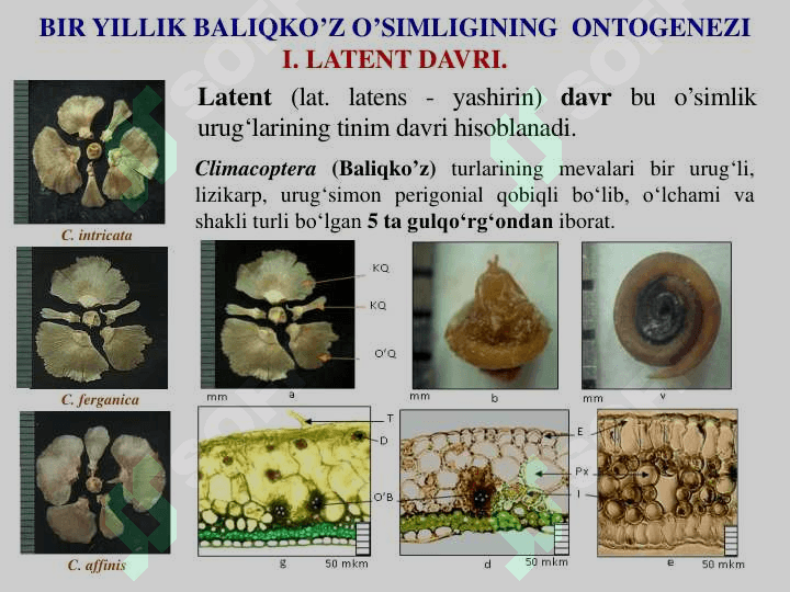 O’simliklar a O’SIMLIKLARDA MAVSUMIY  OZGARISHLAR.  GULLI O’SIMLIKLARNING ONTOGENEZI 5
