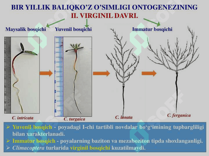 O’simliklar a O’SIMLIKLARDA MAVSUMIY  OZGARISHLAR.  GULLI O’SIMLIKLARNING ONTOGENEZI 6