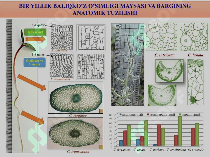 O’simliklar a O’SIMLIKLARDA MAVSUMIY  OZGARISHLAR.  GULLI O’SIMLIKLARNING ONTOGENEZI 7