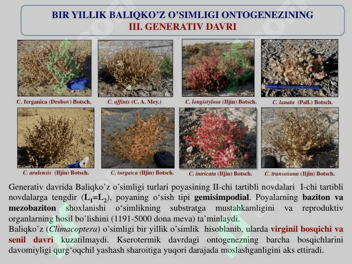O’simliklar a O’SIMLIKLARDA MAVSUMIY  OZGARISHLAR.  GULLI O’SIMLIKLARNING ONTOGENEZI 8