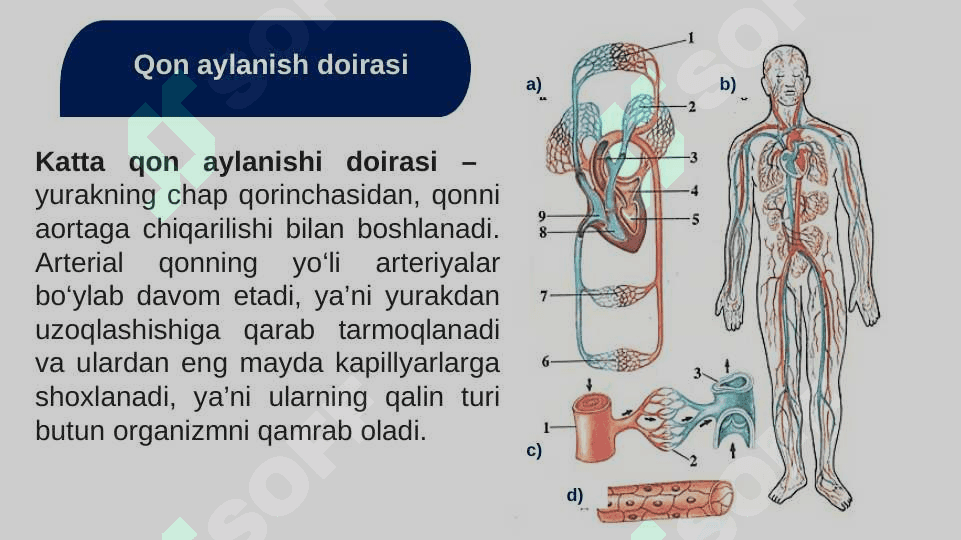 Qon va uning tarkibiy qismlari. 7