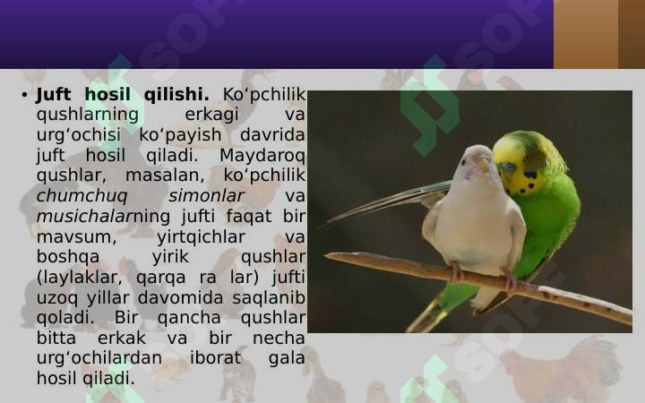 Qushlarning ko‘payishi, rivojlanishi va kelib chiqishi 3