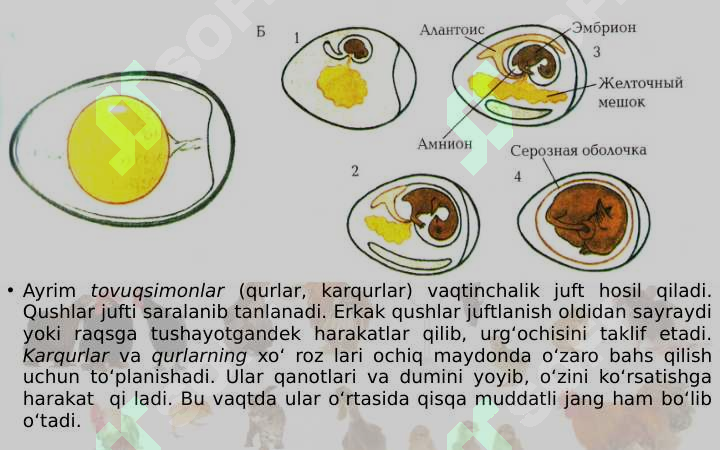 Qushlarning ko‘payishi, rivojlanishi va kelib chiqishi 4