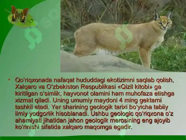«Kitob» davlat geologik qo‘riqxonasi ekosayyohlik resurslari 4