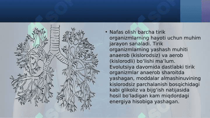 11_sinf_biologiya Hayvonlarning nafas olish organlari evolutsiyasi 2