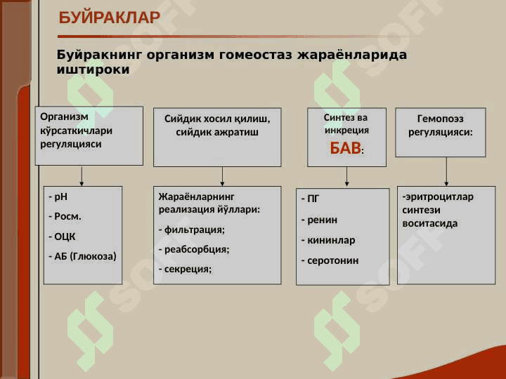 Buyrak va siydek yullari kasalliklari bilan kasallangan bemorlarni tekshirish. Asosiy klinik sindromlar. Buyrak yetishmovchiligi 4