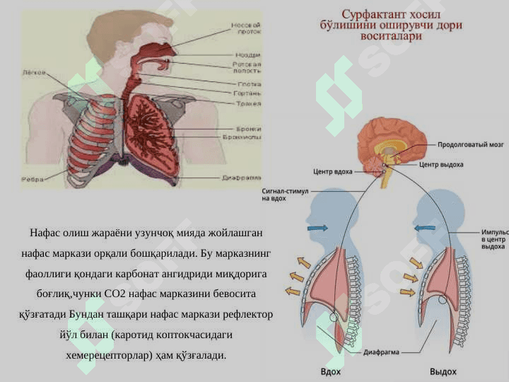 Nafas olish sistemasiga tasir ko'rsatadigan dori vositalari 3