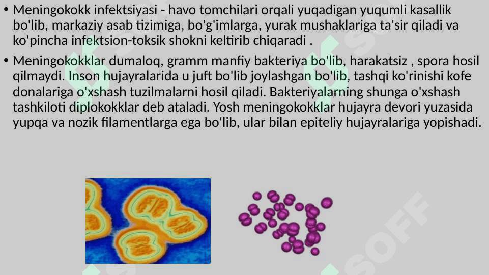Meningokokkli infektsiyasi (meningokokk ) 2