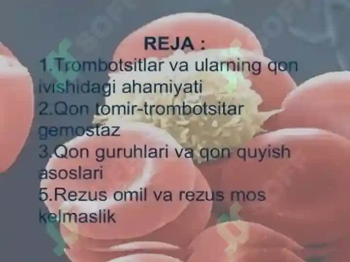Gameostaz 2