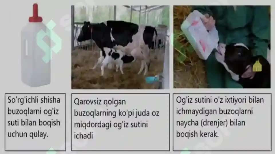Hayvonot dunyosidan olinadigan oziqalar Tuyimliligni o’rganish 6