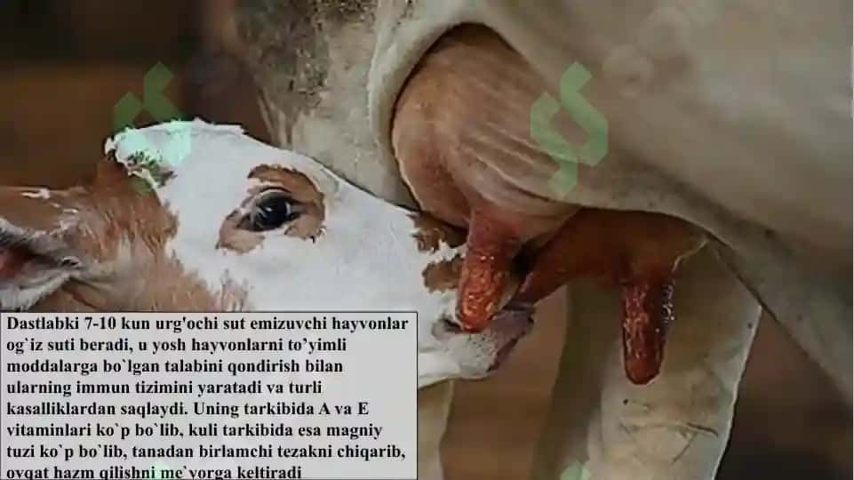 Hayvonot dunyosidan olinadigan oziqalar Tuyimliligni o’rganish 7
