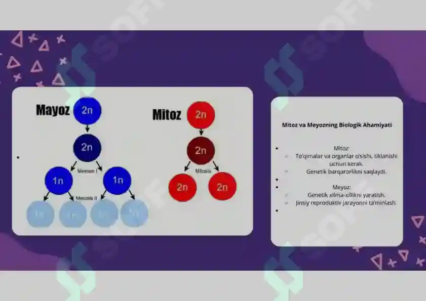 Mitoz va Meyoz 4