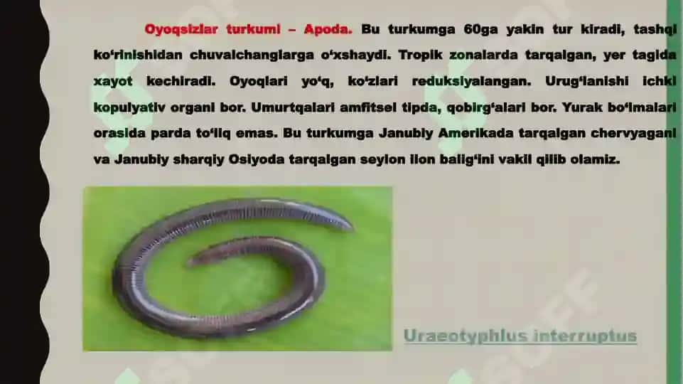 Suvda ham quruqlikda yashovchilar quruqlikka chiqish sabablari va moslanish xususiyatlari 4