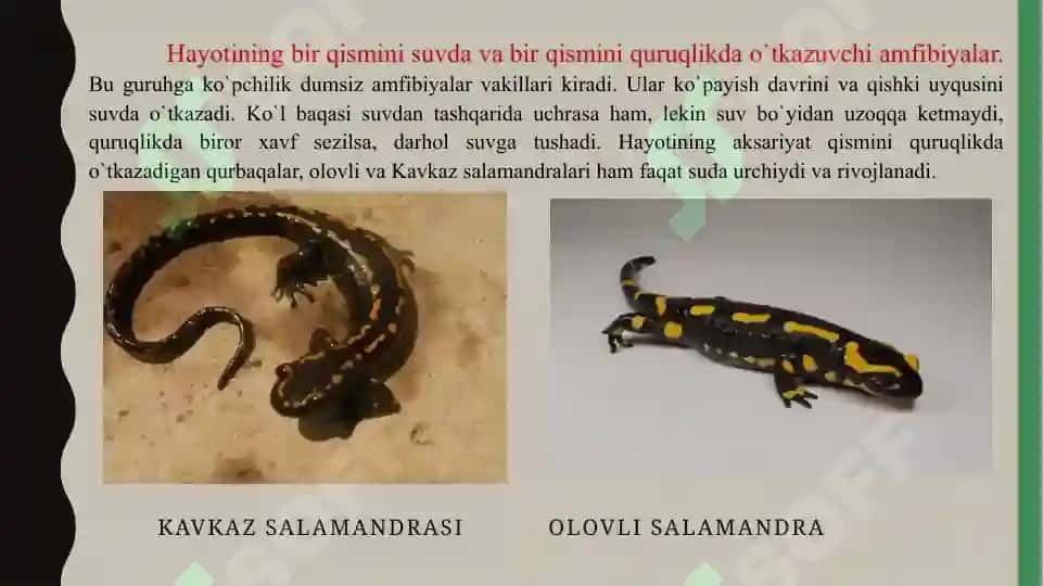 Suvda ham quruqlikda yashovchilar quruqlikka chiqish sabablari va moslanish xususiyatlari 8