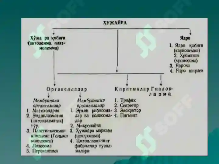 ЦИТОЛОГИЯ.pptx 4
