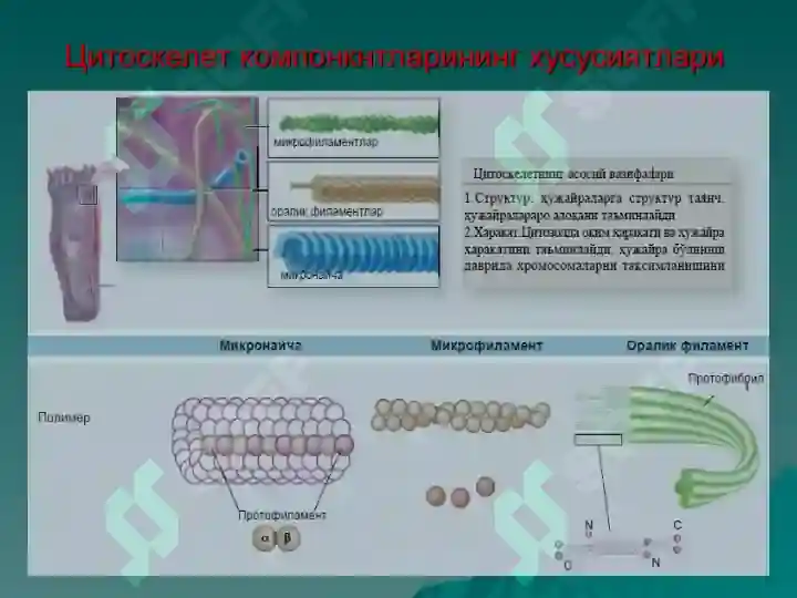 ЦИТОЛОГИЯ.pptx 7