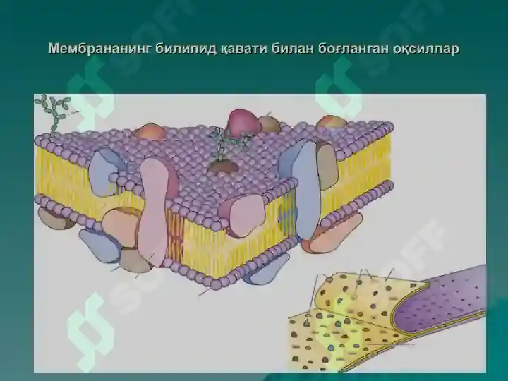 ЦИТОЛОГИЯ.pptx 8