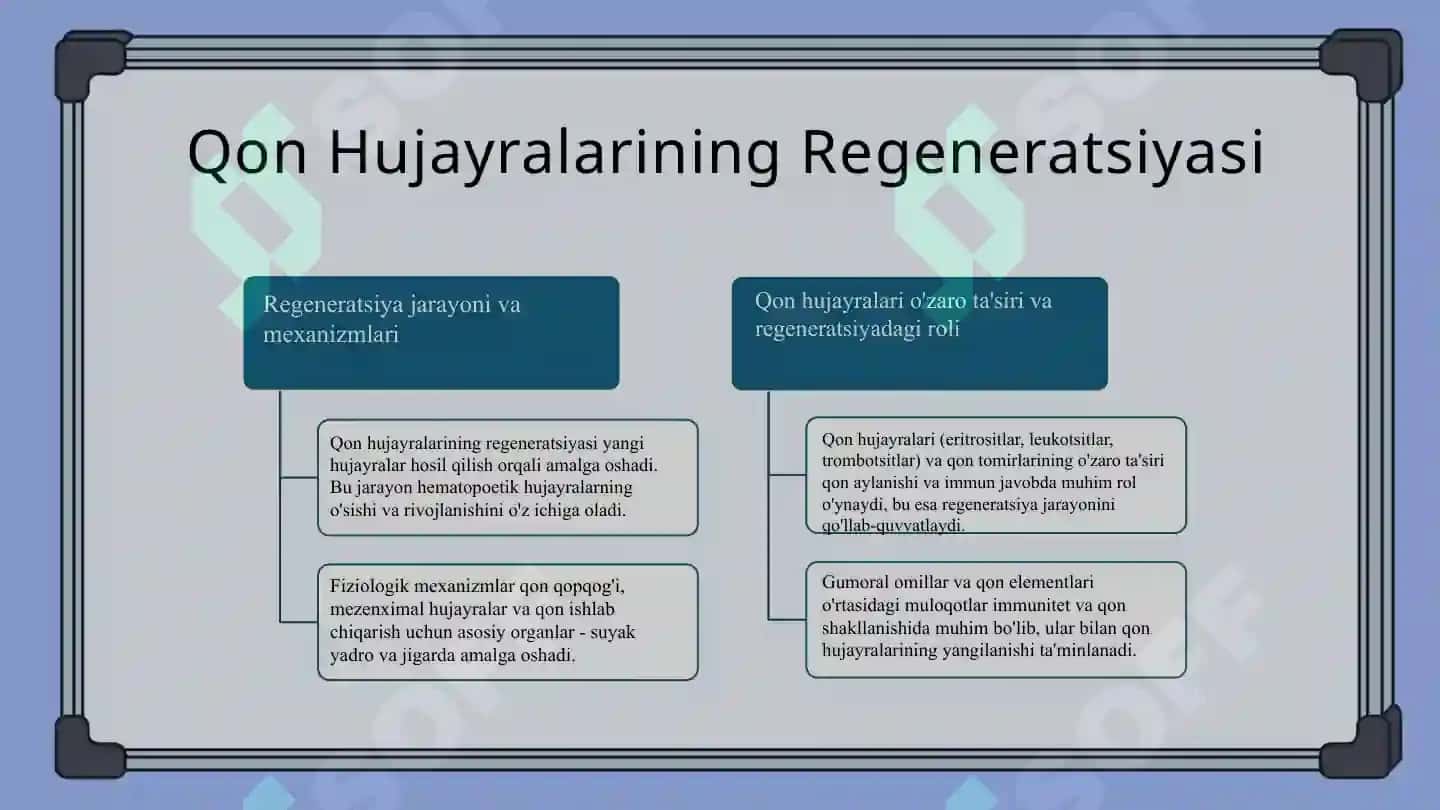 Qon hujayralari fiziologik va reparativ regeneratsiyasi mexanizmlari. Qon shaklli elementlarining o’ 4