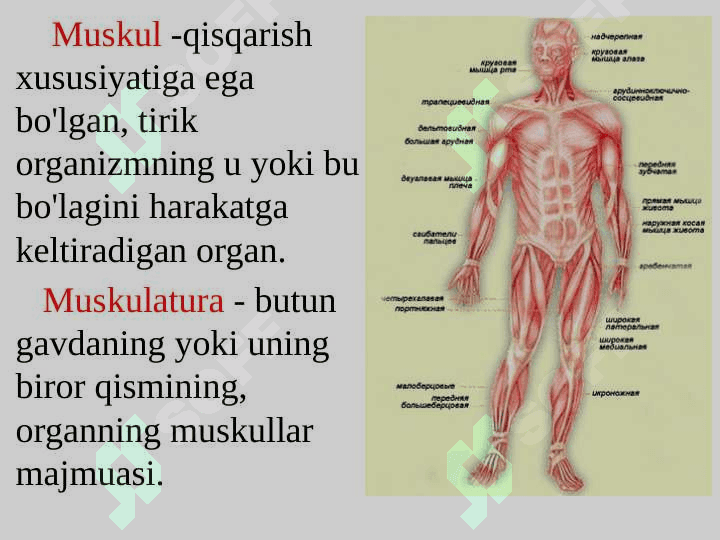 Muskul to`qimasi . Mushak to`qimasi turlari va xususiyatlari 2