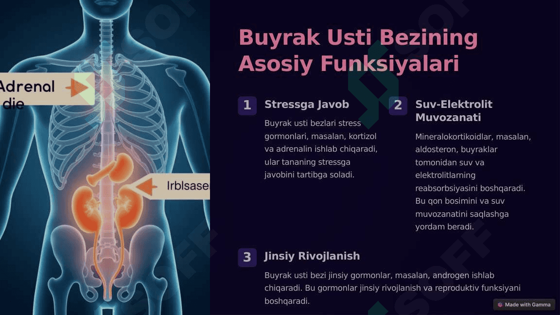 Buyrak Usti Bezi Fiziologiyasi: To'liq Ko'rib Chiqish 3
