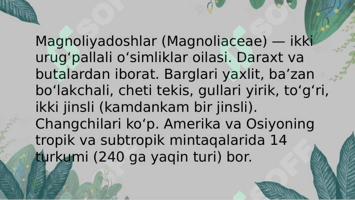 Magnoliyadoshlar oilasi yirik gulli magnoliya 2