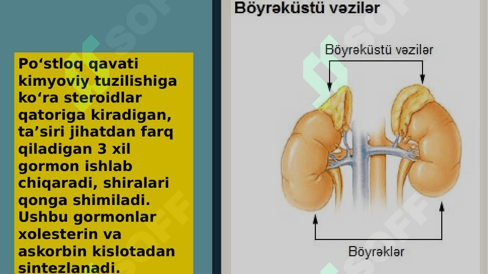 Stress holatida buyrak  usti bezlari poʻstlog'i gormonlarining roli va hujayralarning morfologik koʻrinishlari 4