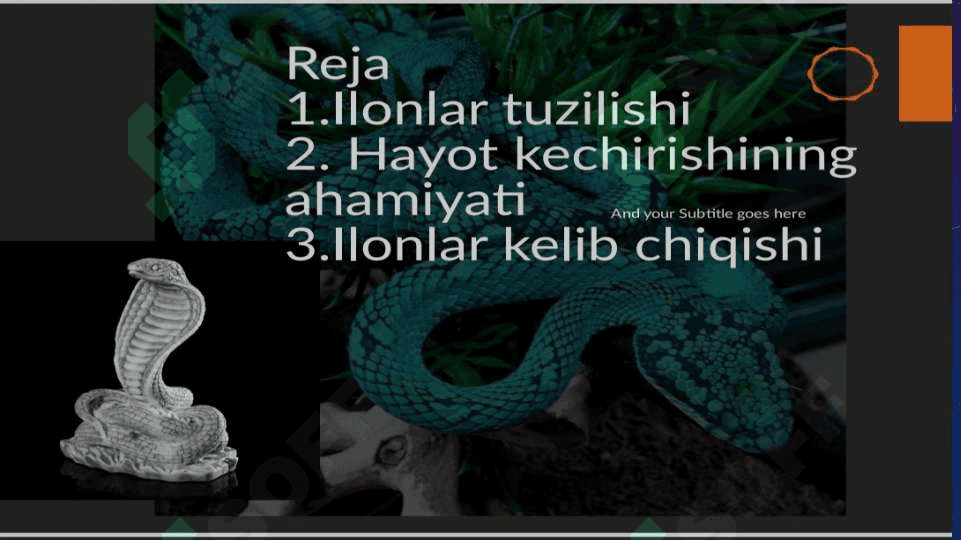 Ilonlar tuzilishi va hayot kechirishining ahamiyati 2