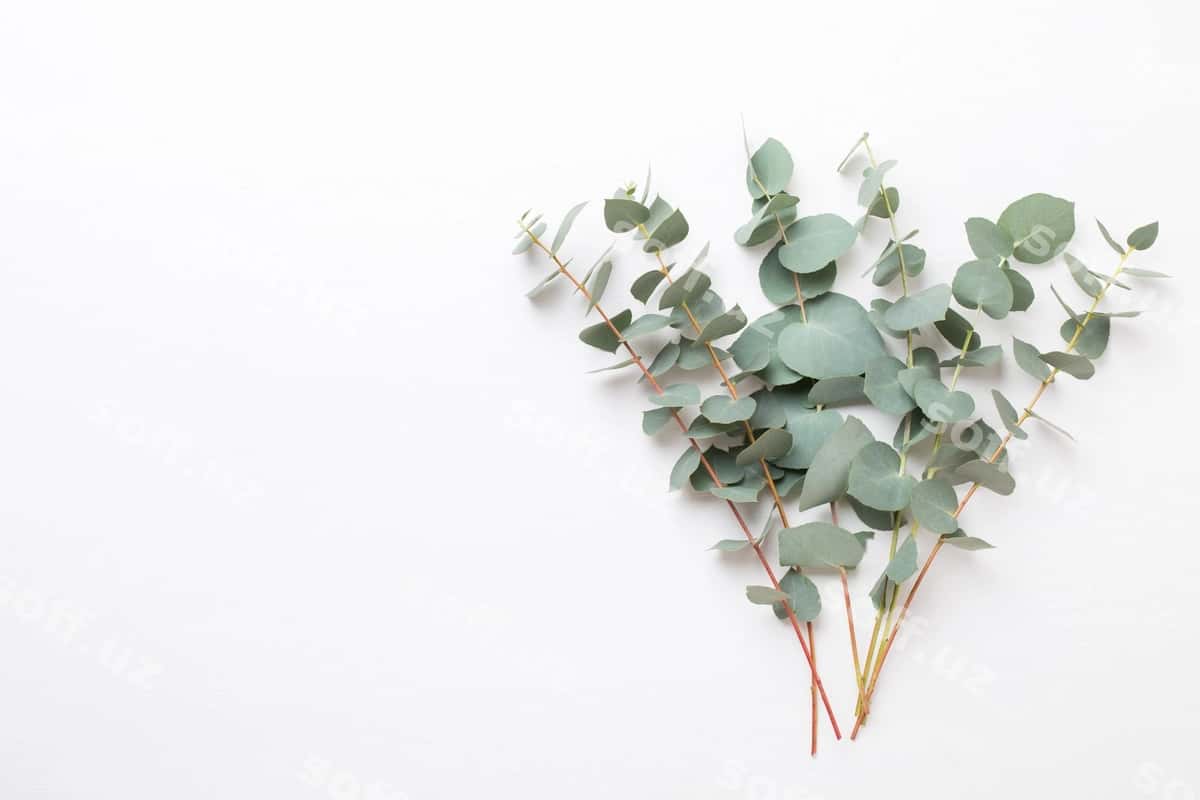 Gullar eukalyptus kompositsiyasi | Flowers eucalyptus composition 1