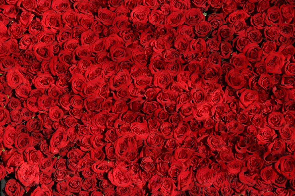 Gullar | Flowers 1