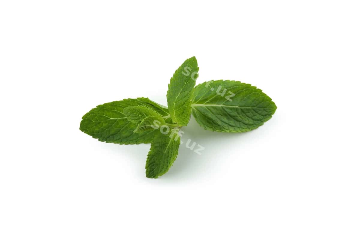 Yangi yashil nana ajraltirilgan oq | Fresh green mint isolated white 1