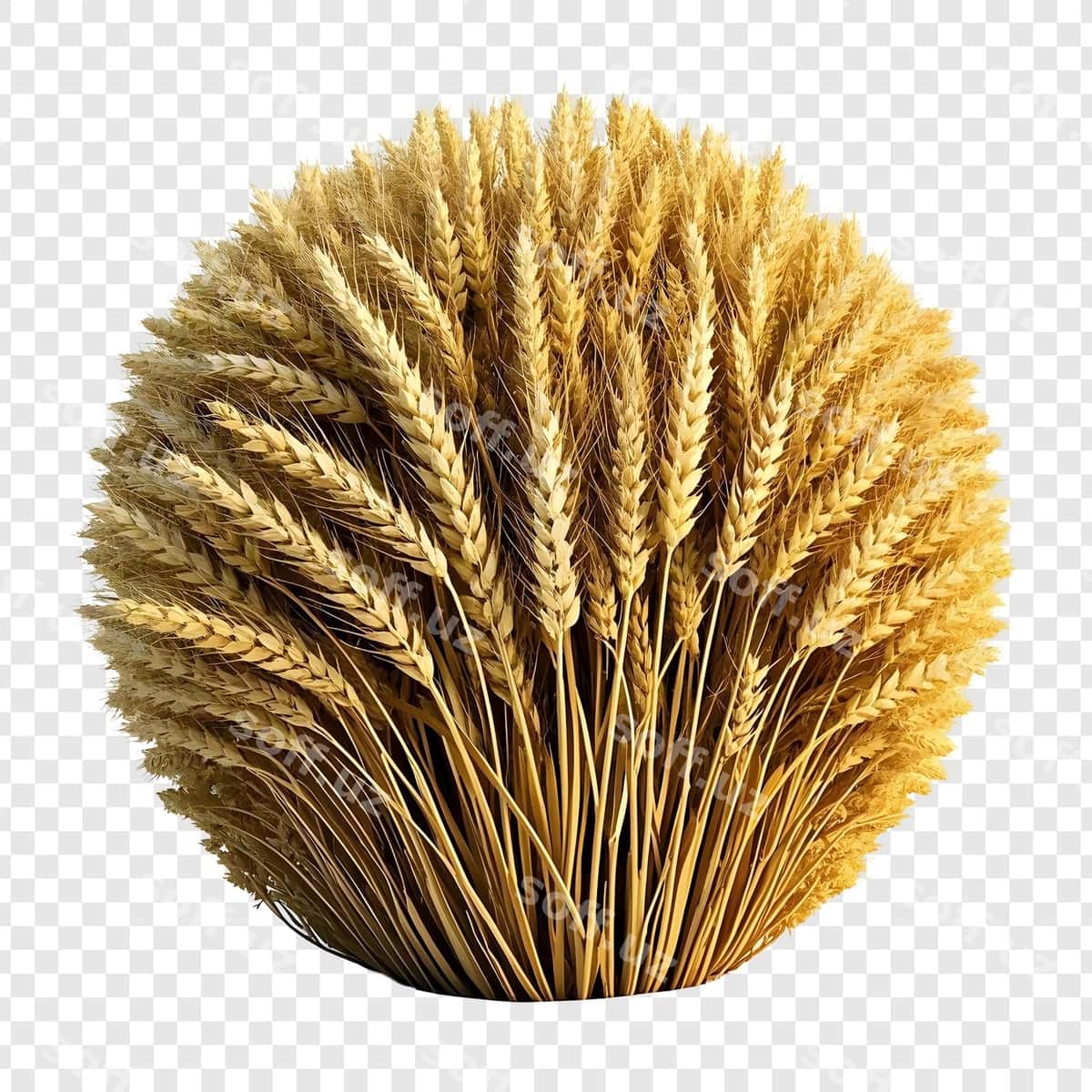 Oltin buğ dayimi | Golden wheat sphere 1