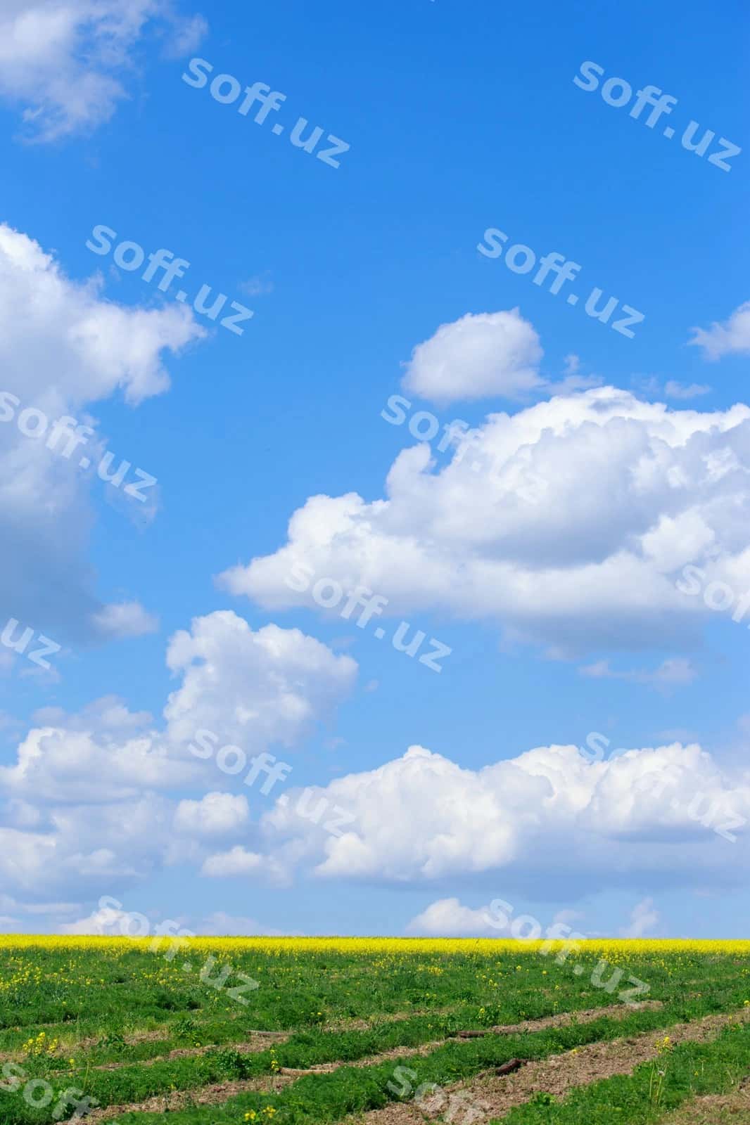 Yashil maydon ko'k osmon | Green field blue sky 1