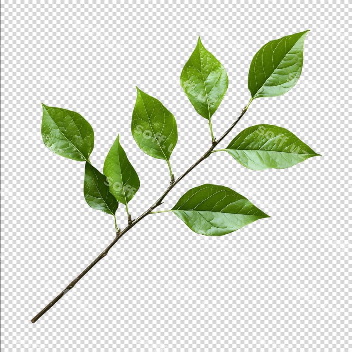 Yashil barglar shoxchasi | Green leaves branch 1