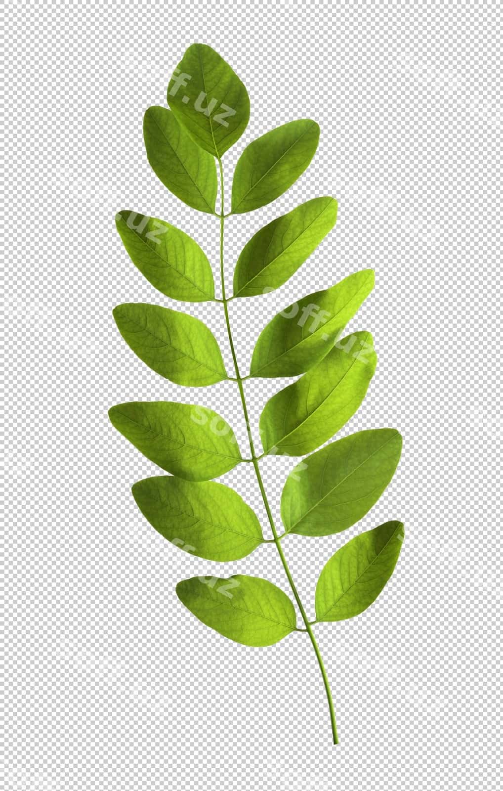 Yashil barglar shaffof fon | Green leaves transparent background 1