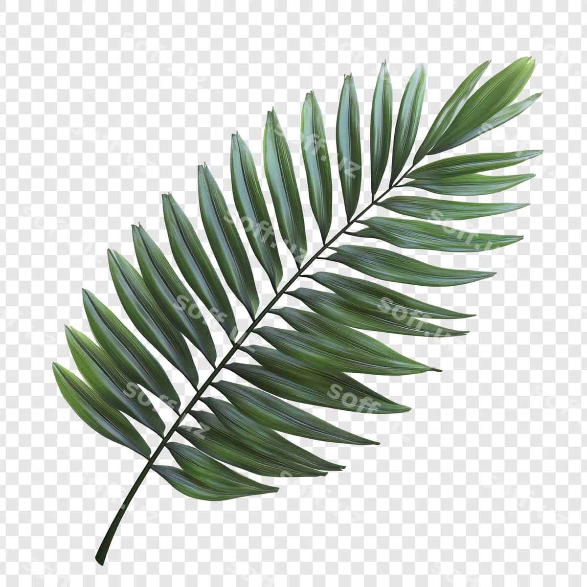 Yashil palm bargi ajralgan | Green palm leaf isolated 1