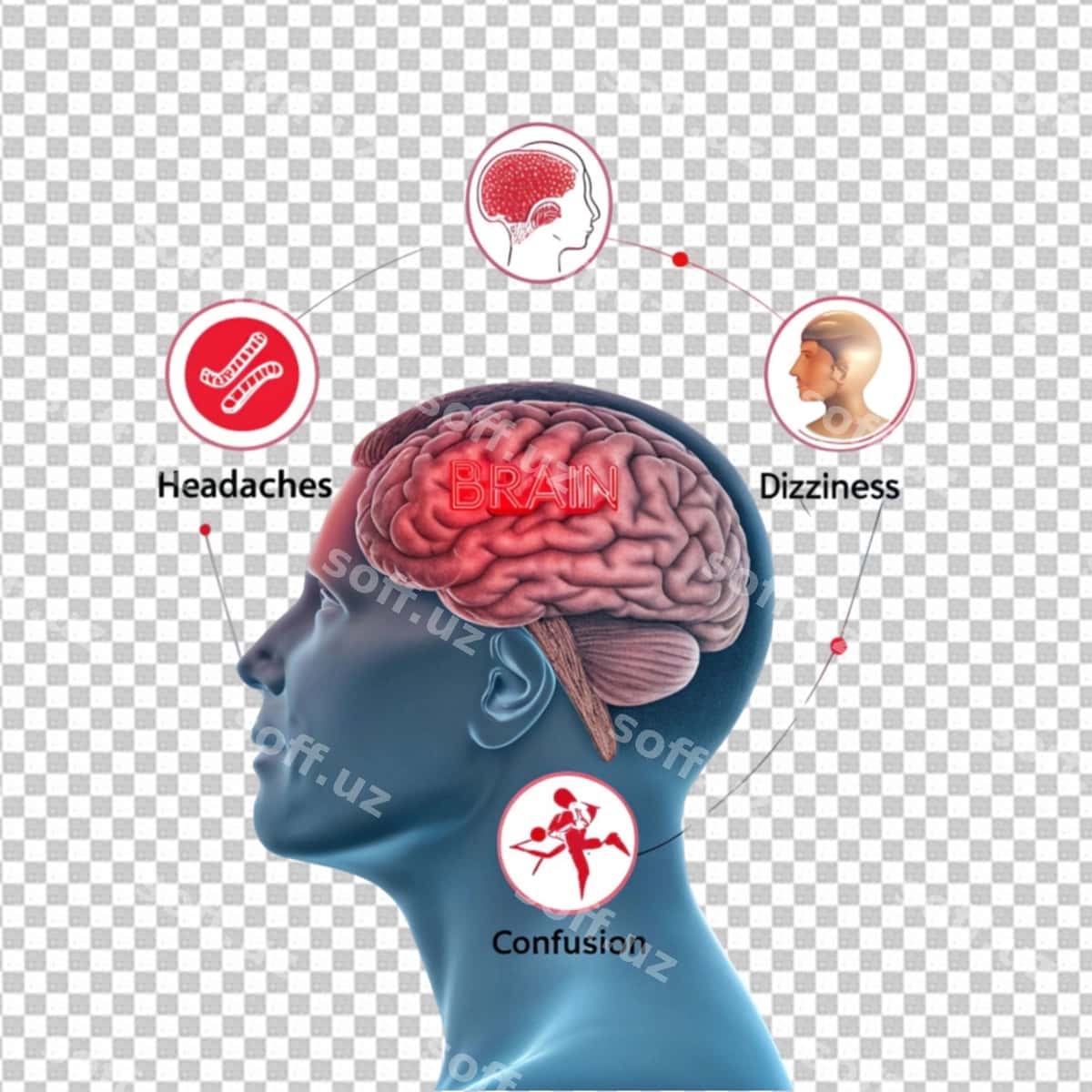 Inson miyasi anatomiyasi | Human brain anatomy 1